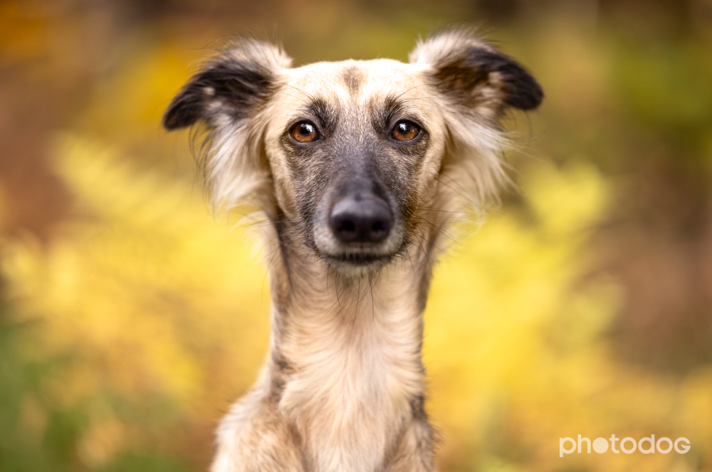 Photodog Tierfotografie
