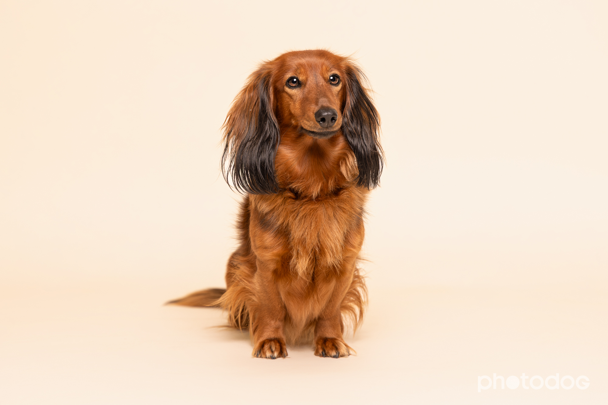 Photodog Tierfotografie