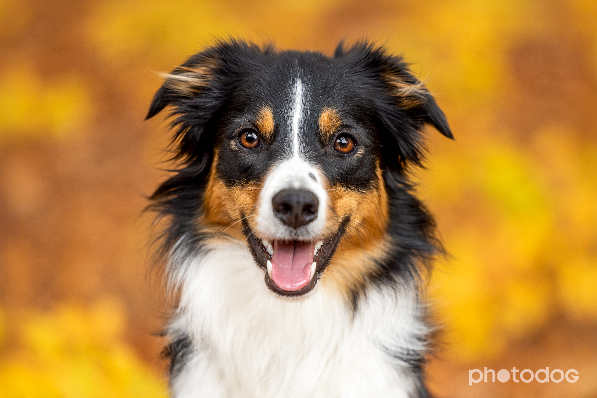 Photodog Tierfotografie
