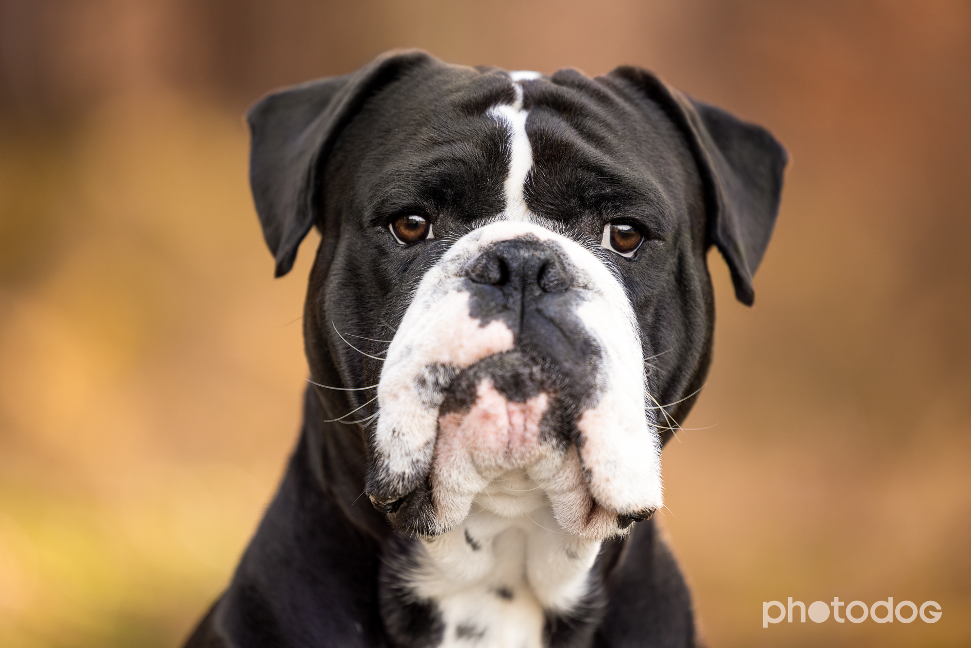 Photodog Tierfotografie
