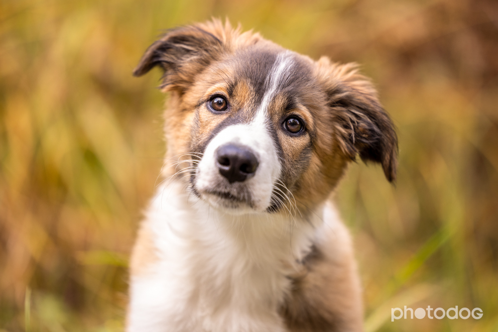Photodog Tierfotografie