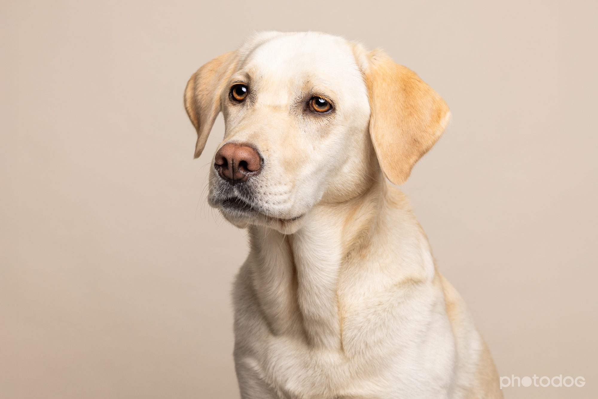 Photodog Tierfotografie