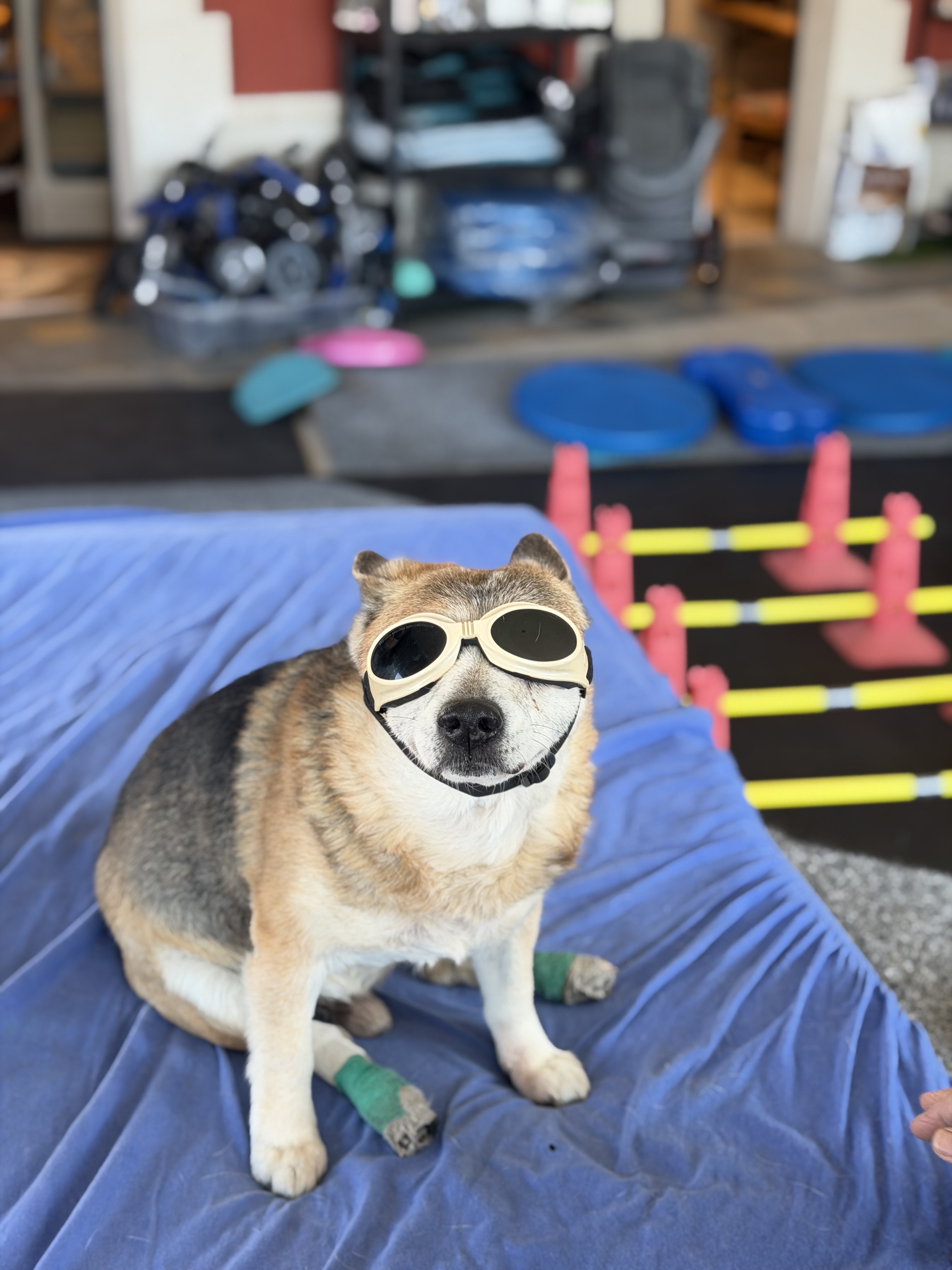 PhysiovetVaud SÀRL