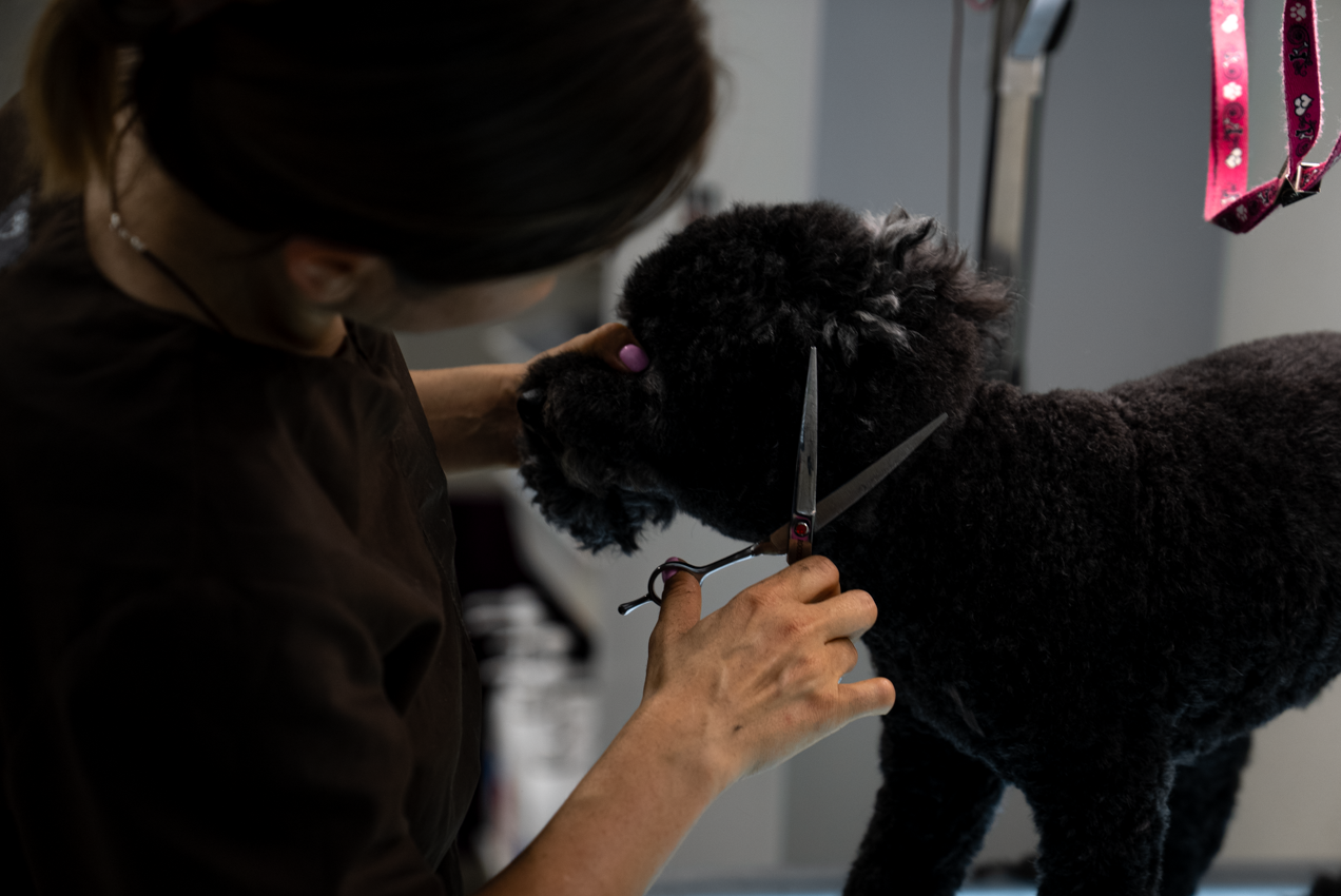 DOG SPA