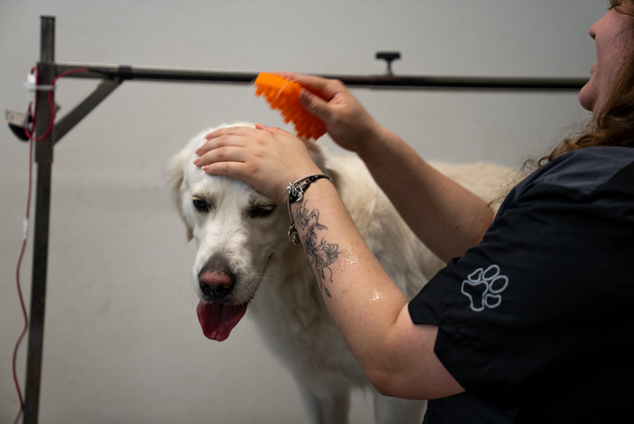 DOG SPA