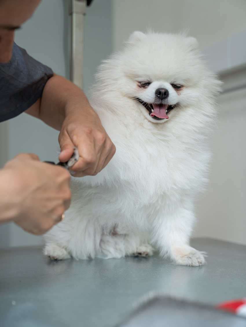 DOG SPA