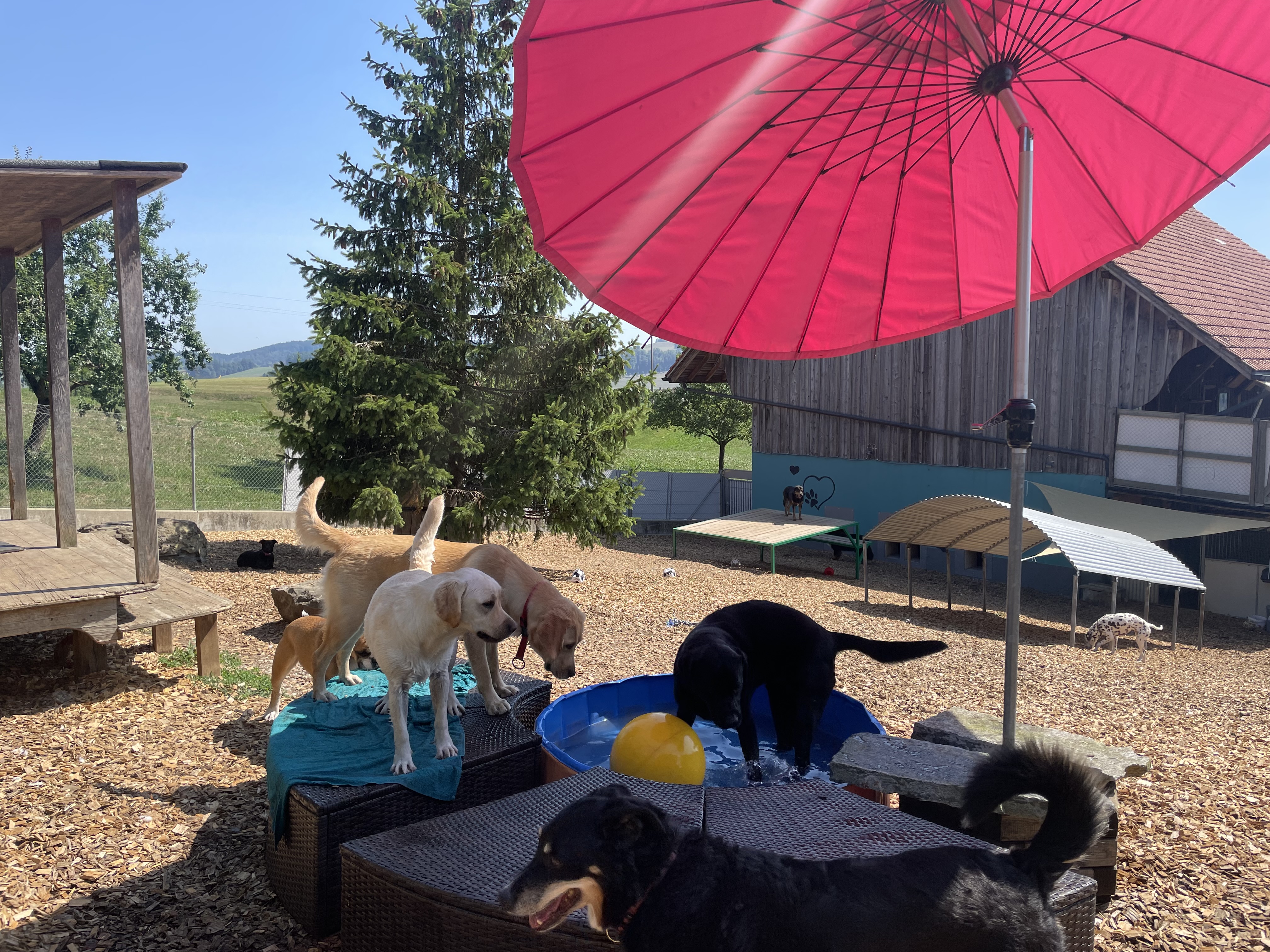 Hundeferien Toggenburg