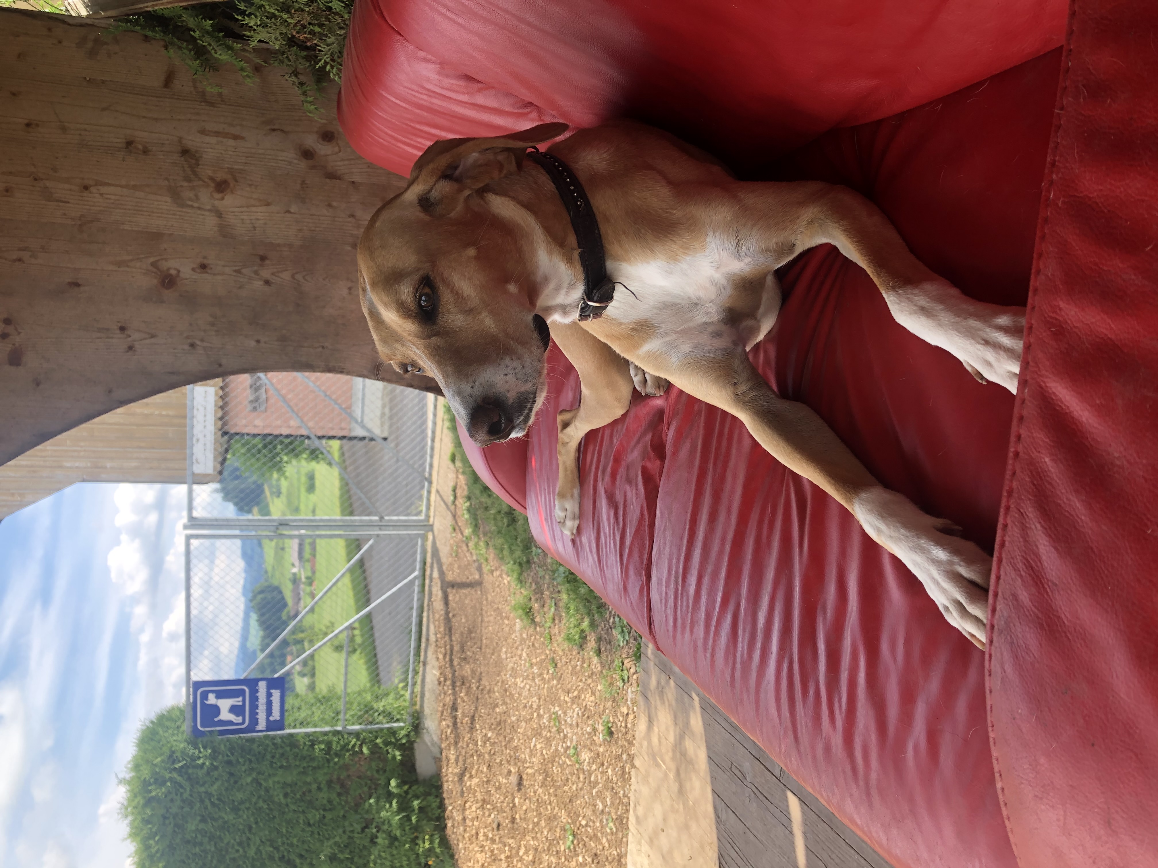 Hundeferien Toggenburg