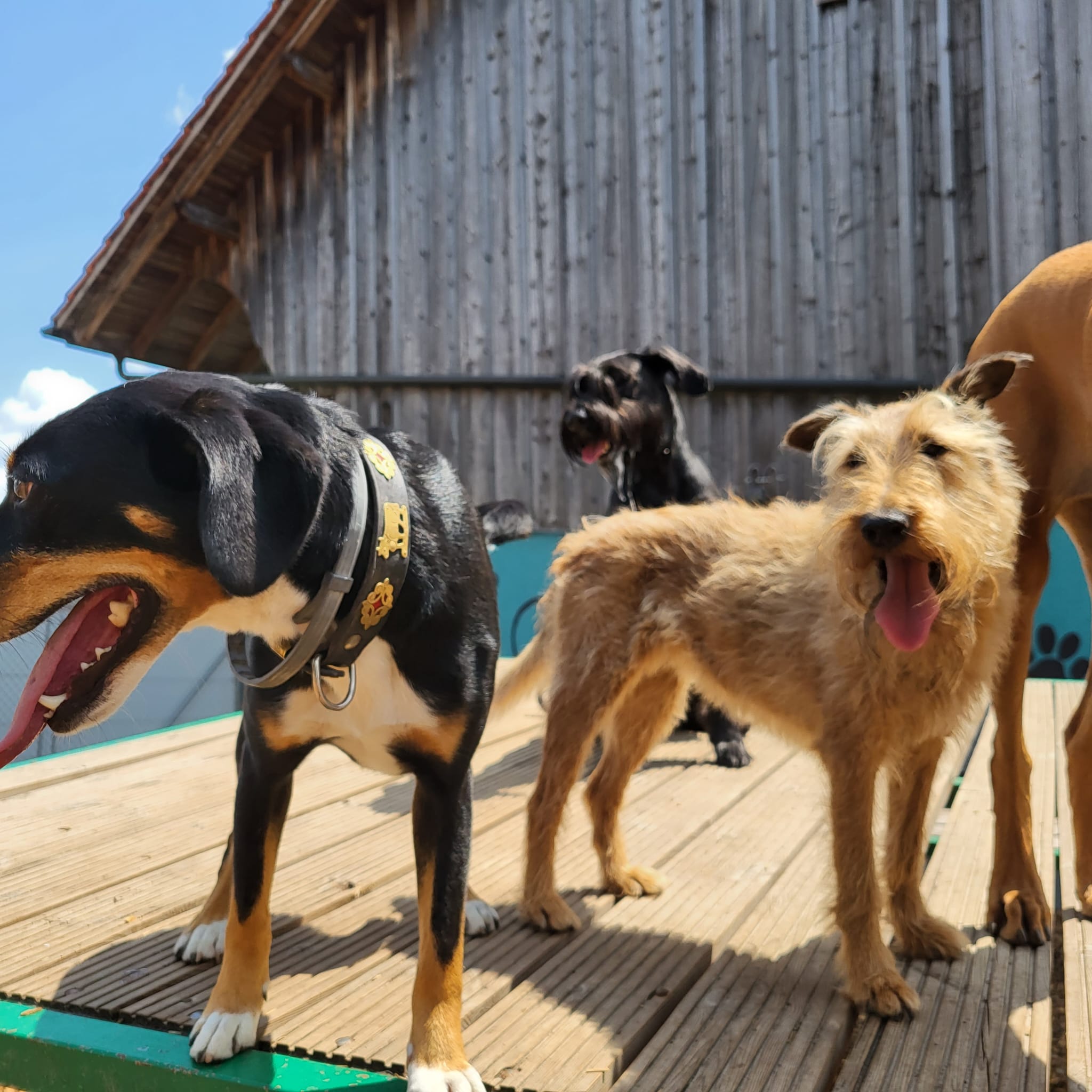 Hundeferien Toggenburg