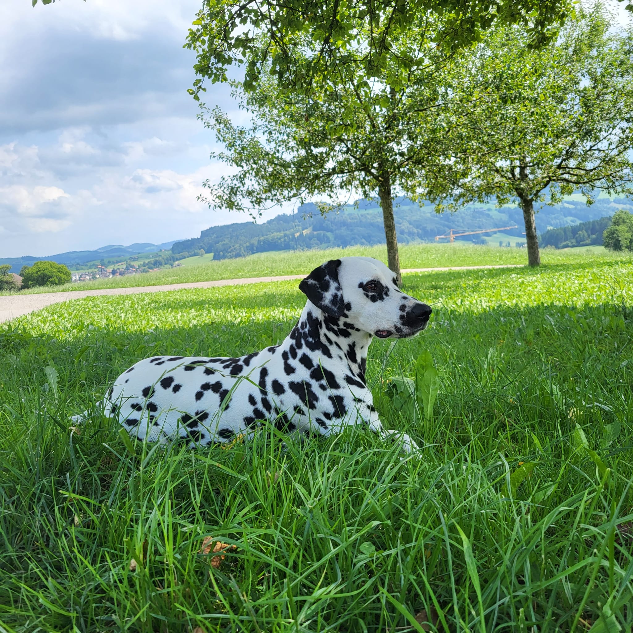 Hundeferien Toggenburg
