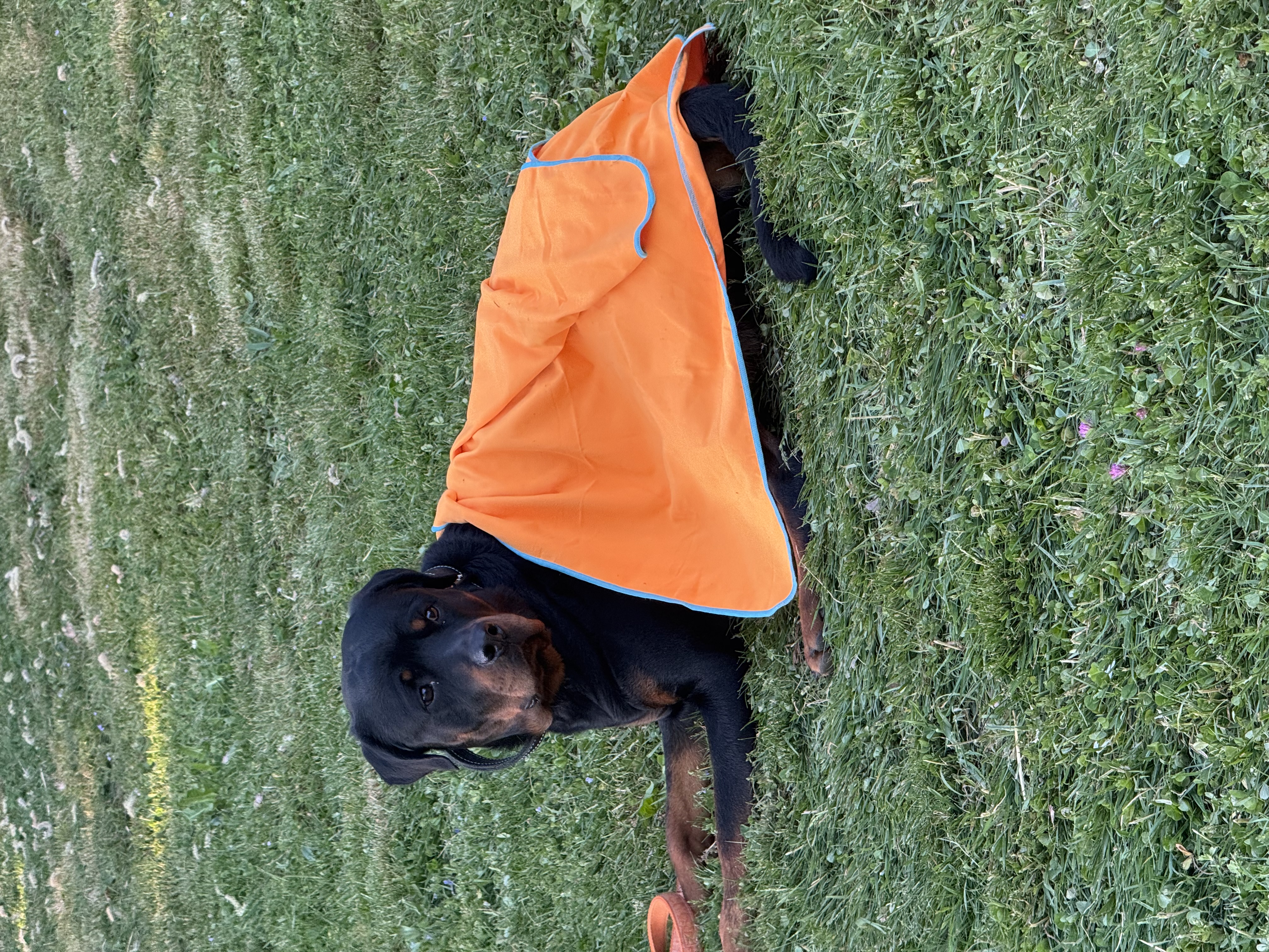 Hundeschule 6pfoten-1team.ch