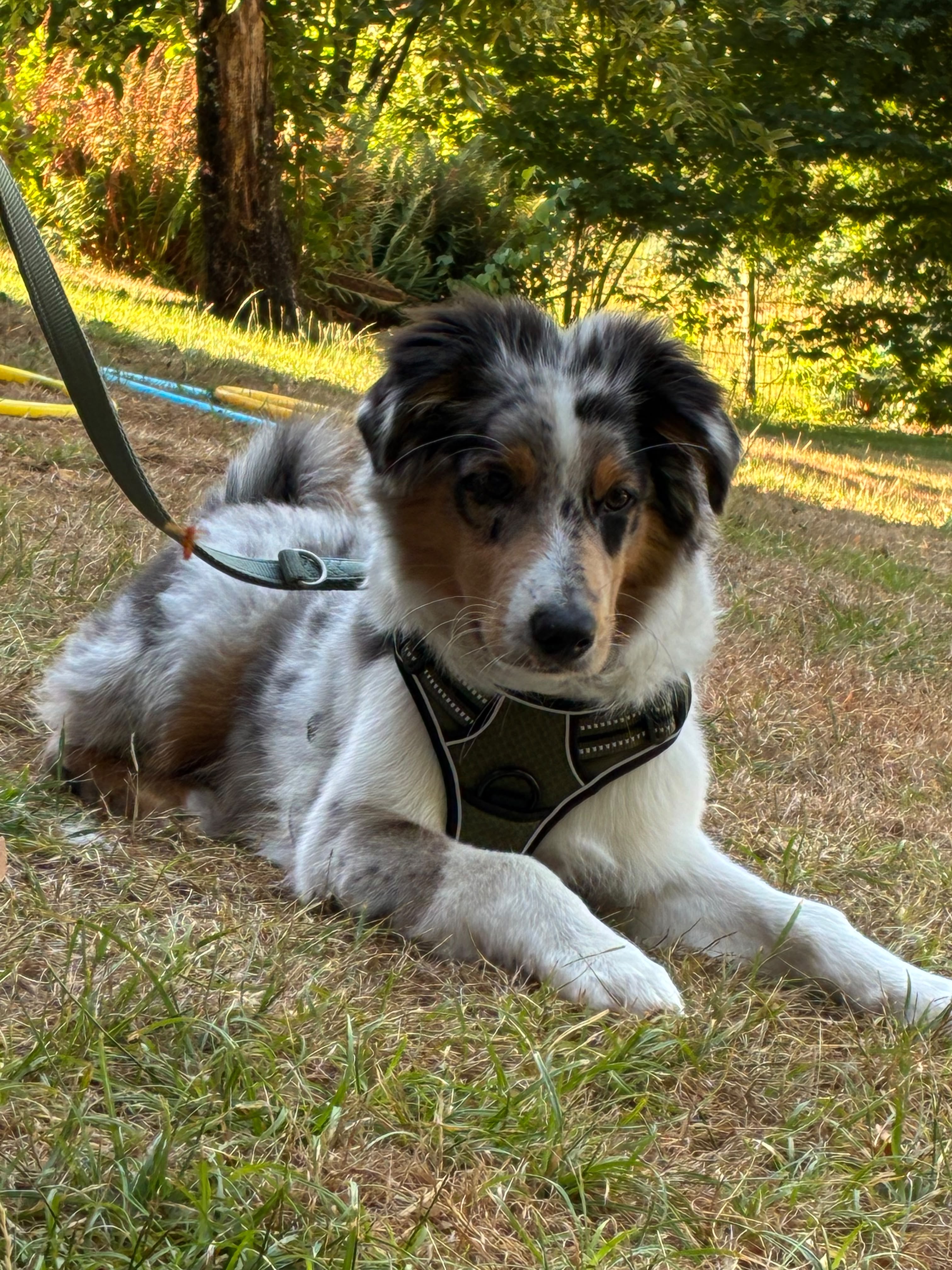 Hundeschule 6pfoten-1team.ch