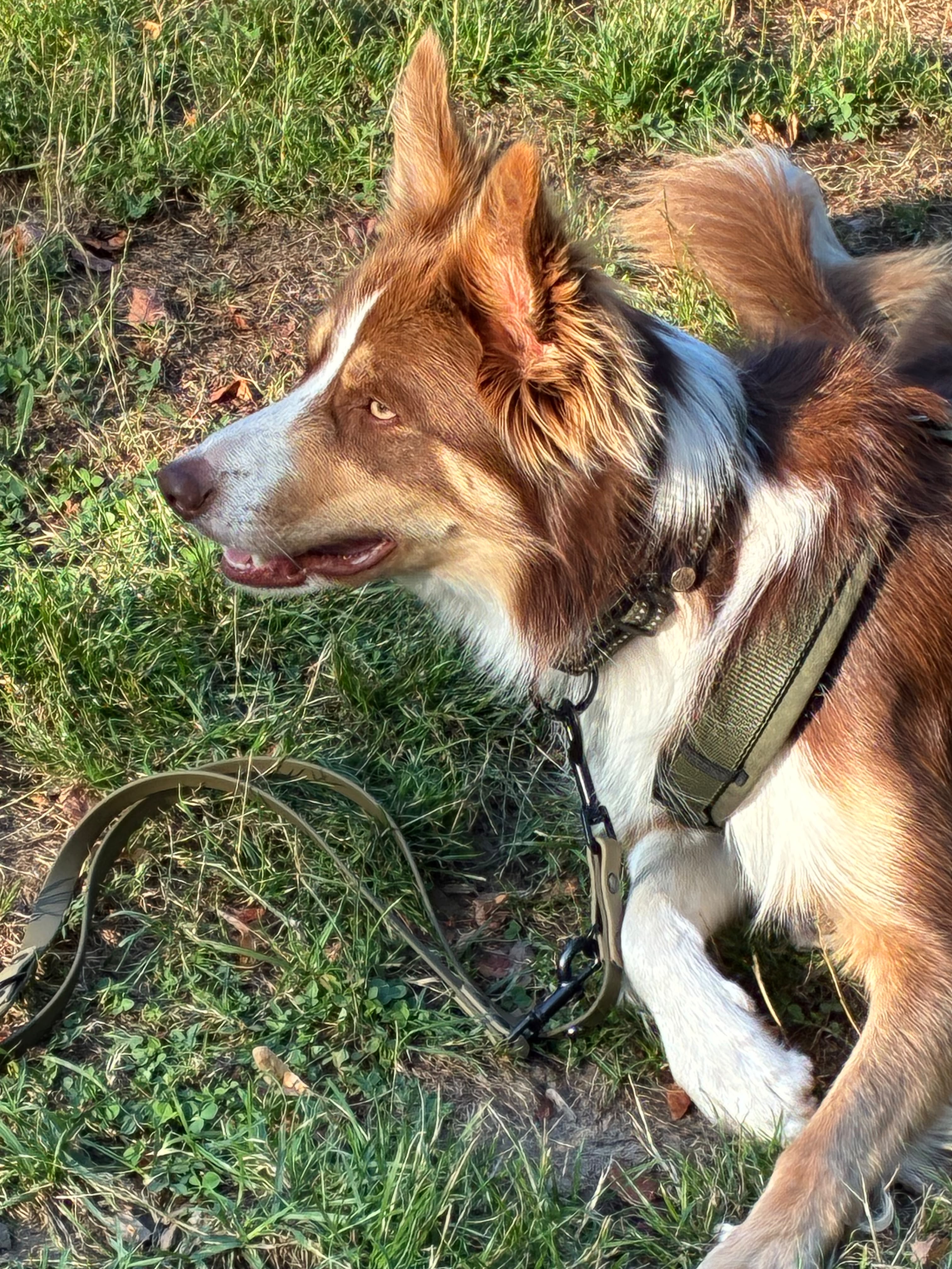 Hundeschule 6pfoten-1team.ch