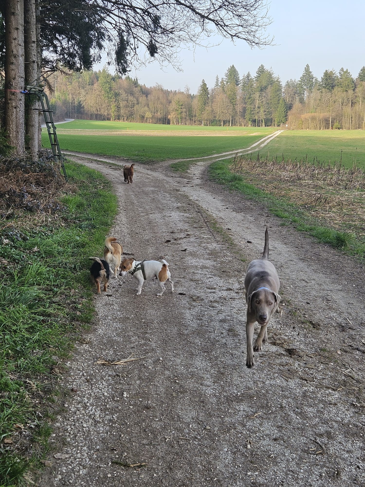 Hundeschule 6pfoten-1team.ch