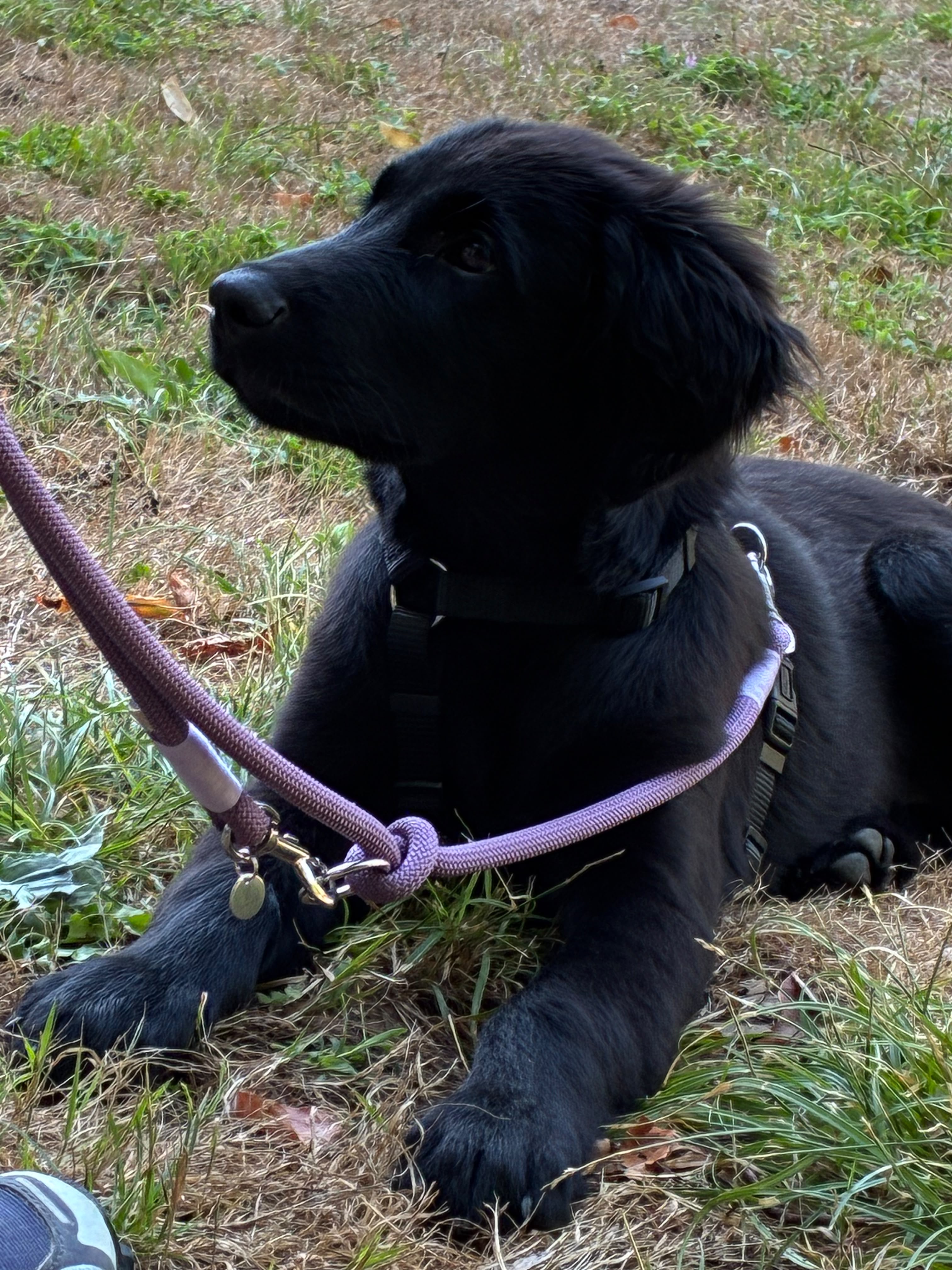 Hundeschule 6pfoten-1team.ch