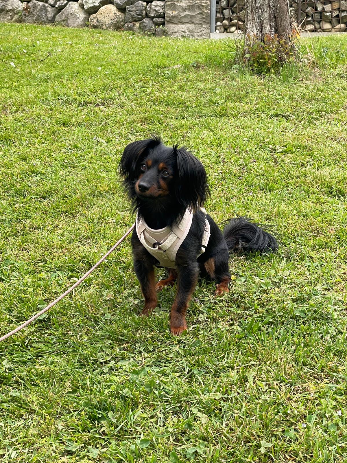 Hundeschule 6pfoten-1team.ch