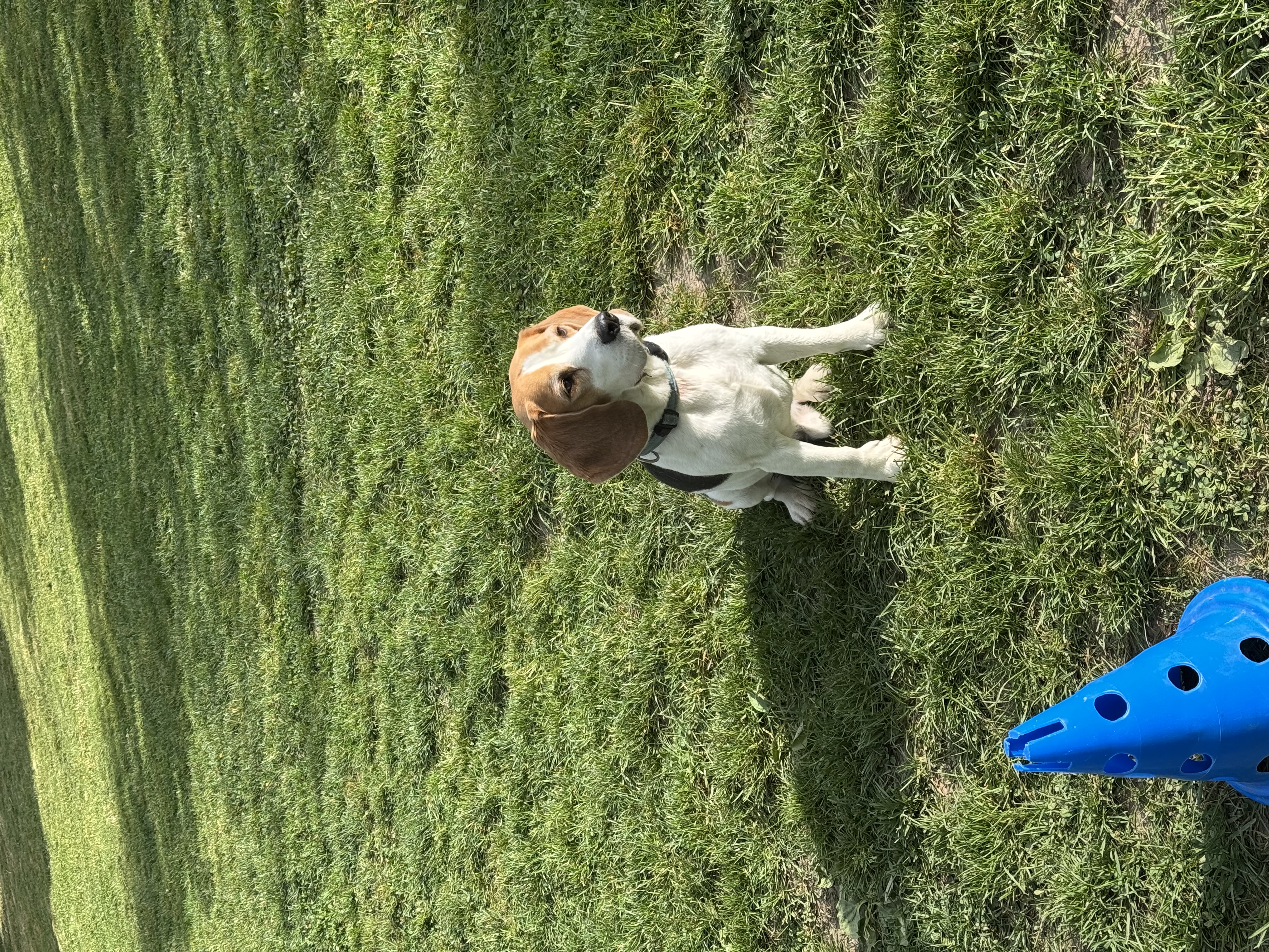 Hundeschule 6pfoten-1team.ch