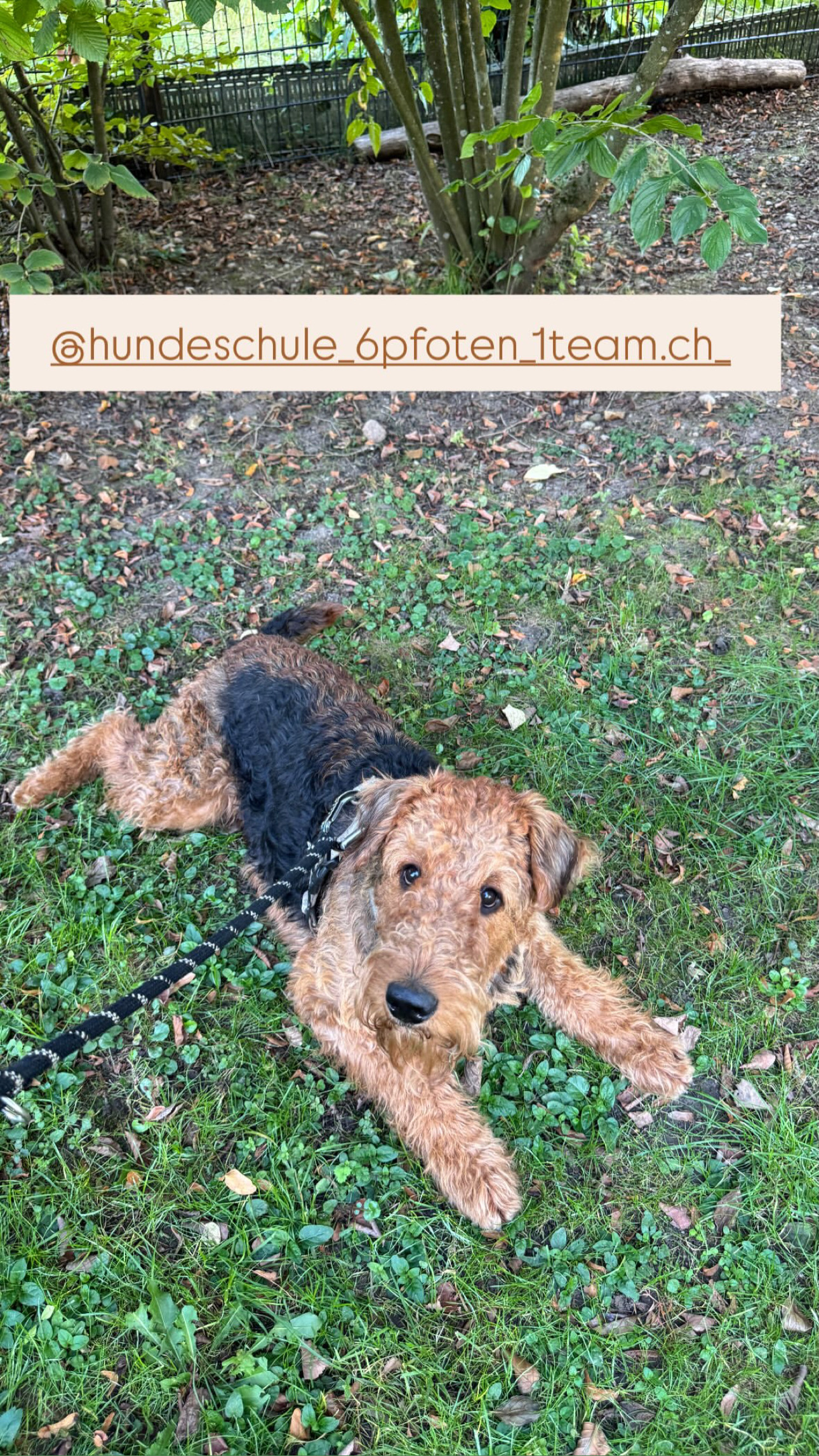 Hundeschule 6pfoten-1team.ch