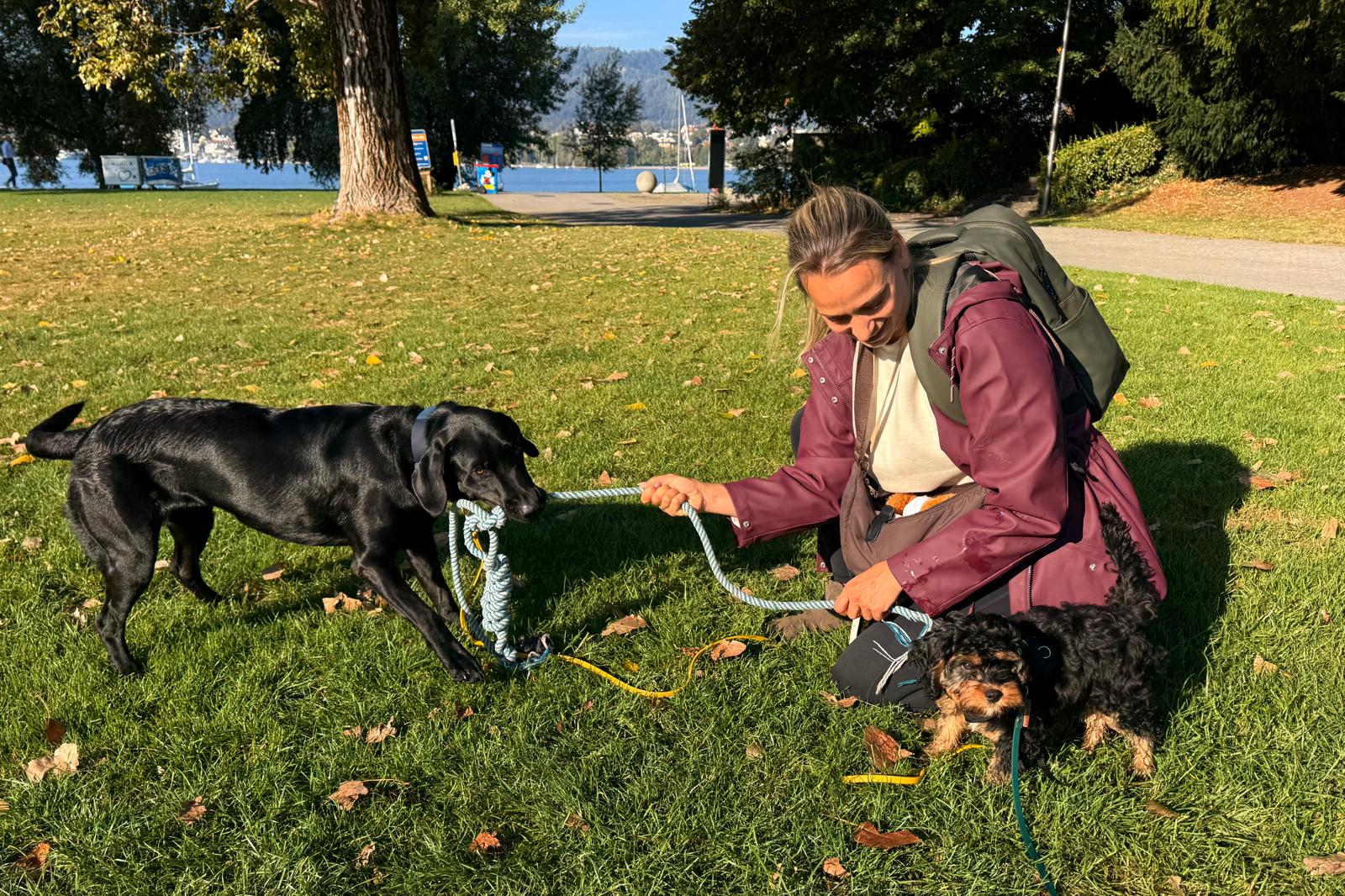 Hundeschule Pawsitively